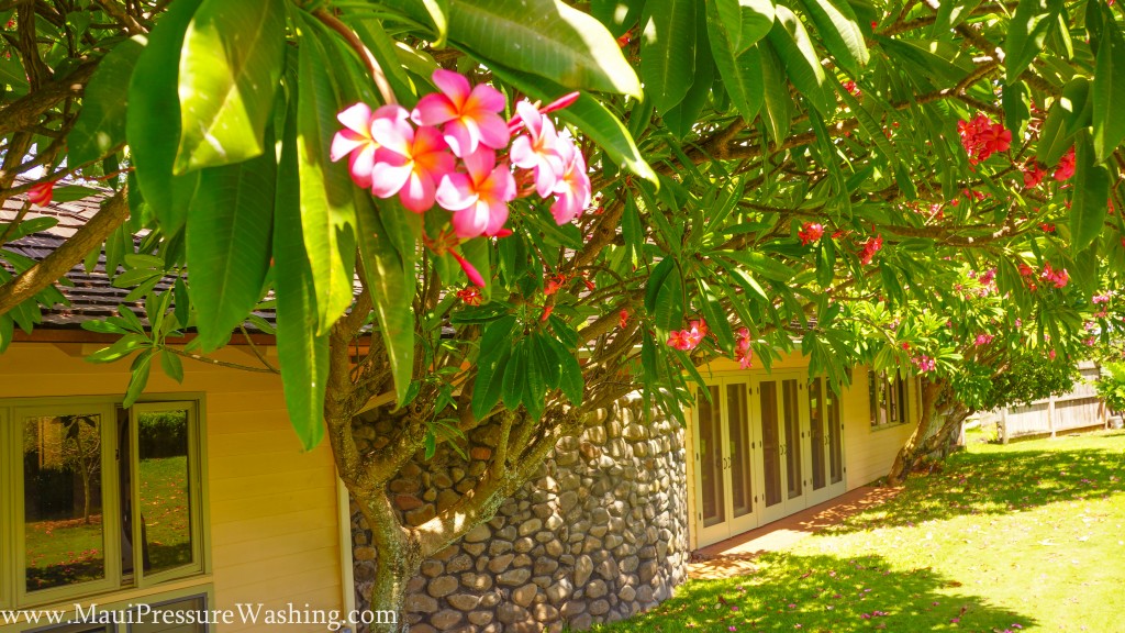 House Cleaning Maui