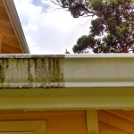 Maui Gutter Cleaning